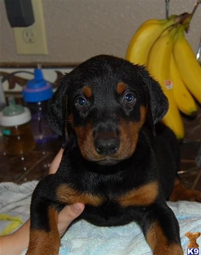 AKC Doberman Pinshers-socialized w/kids and other animalsBob is Black/rust male-last one